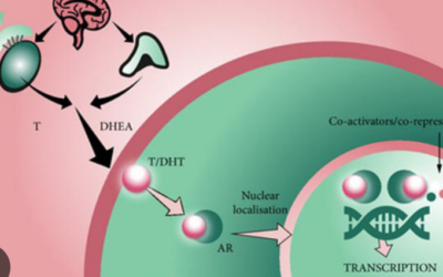 Buona tollerabilità del trattamento prolungato con Daralutamide
