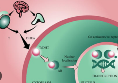 Buona tollerabilità del trattamento prolungato con Daralutamide